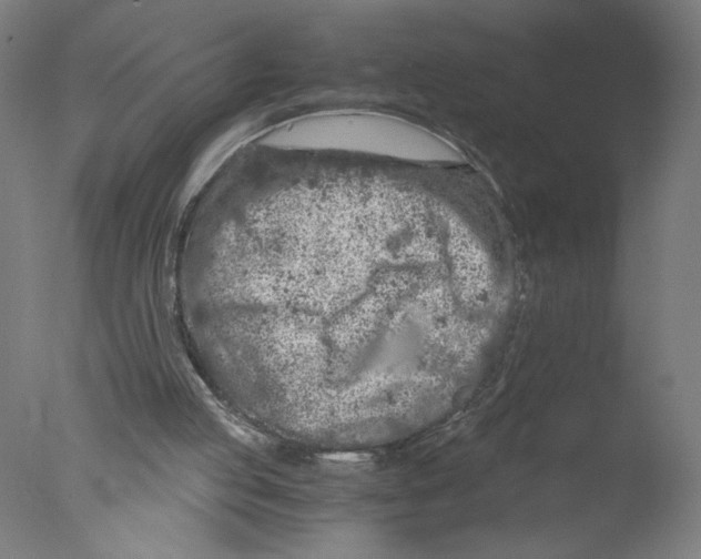 X0000076070053200610202025