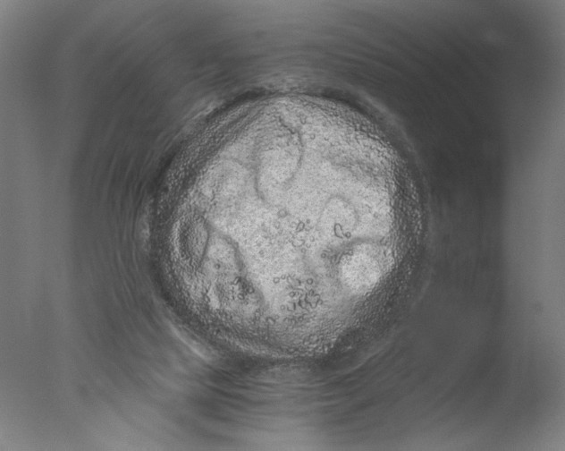 X0000076070065200610202025