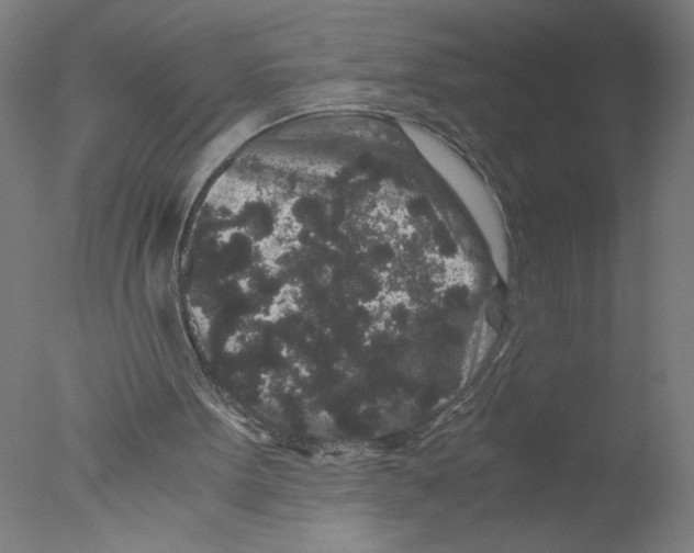 X0000076070099200610202025