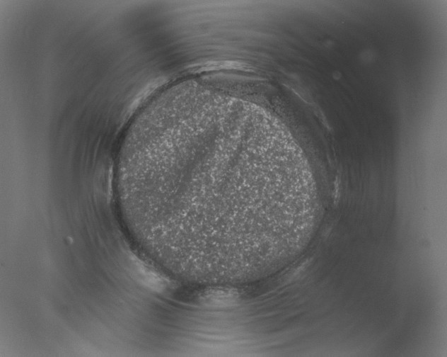 X0000076070110200610202024