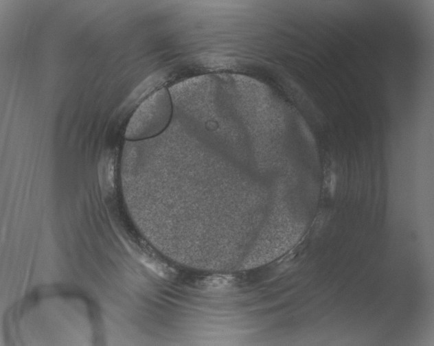 X0000076070124200610202024