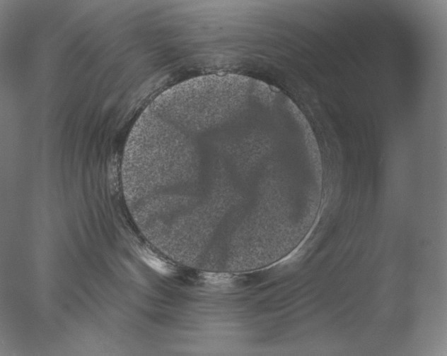 X0000076070144200610202024