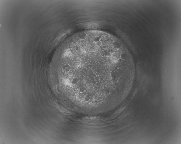 X0000076070161200610202023