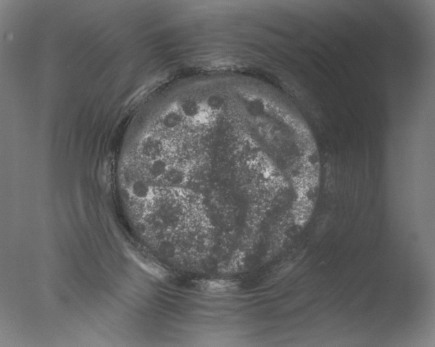 X0000076070165200610202023