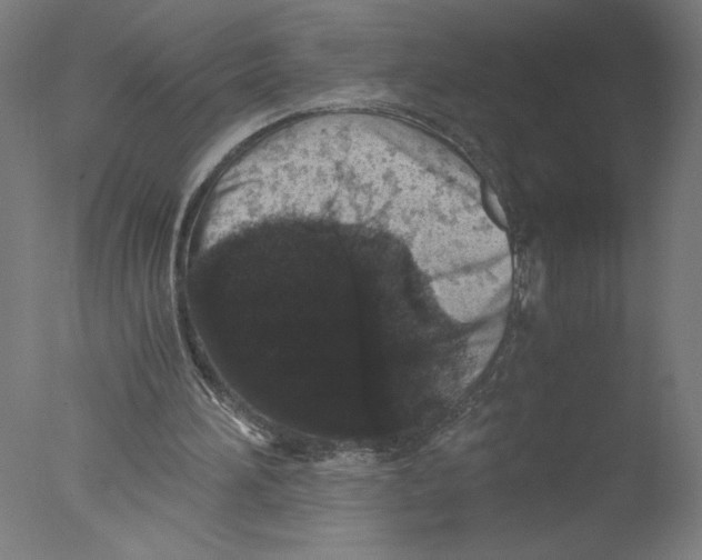 X0000076070196200610202023