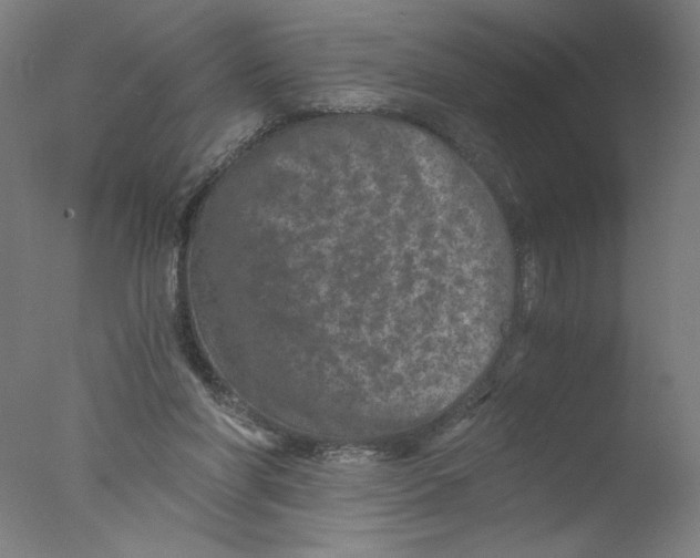 X0000076070206200610202023