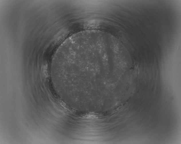 X0000076070224200610202022