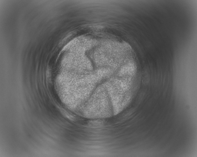 X0000076070238200610202022