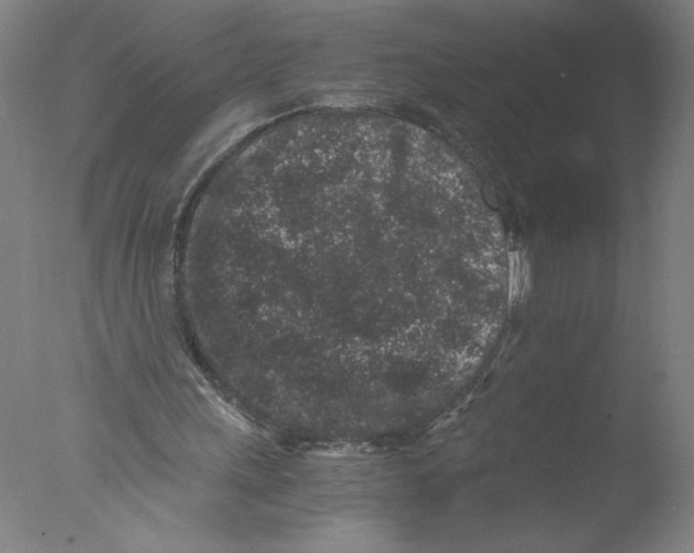 X0000076070243200610202021