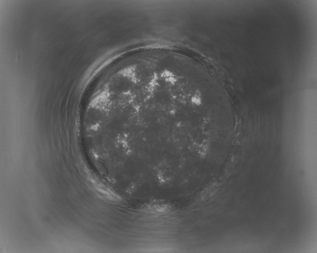 X0000076070247200610202021