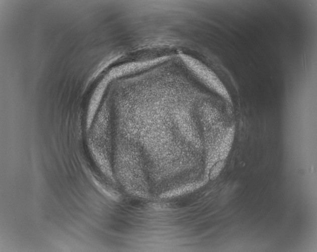 X0000076070250200610202021