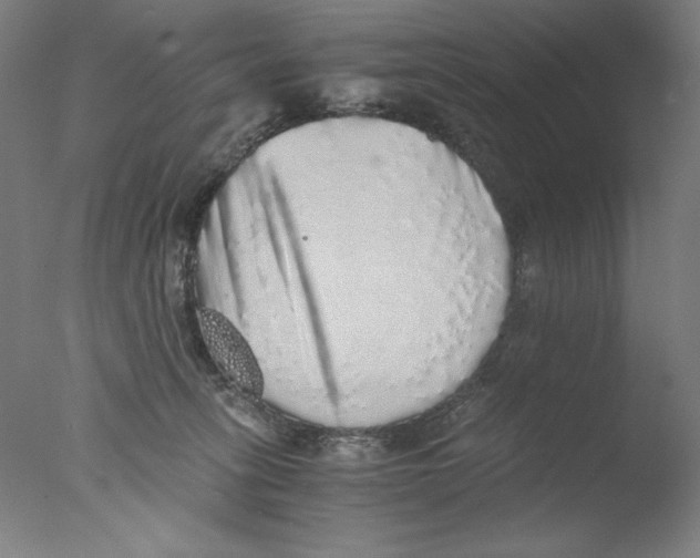 X0000076070275200610202022