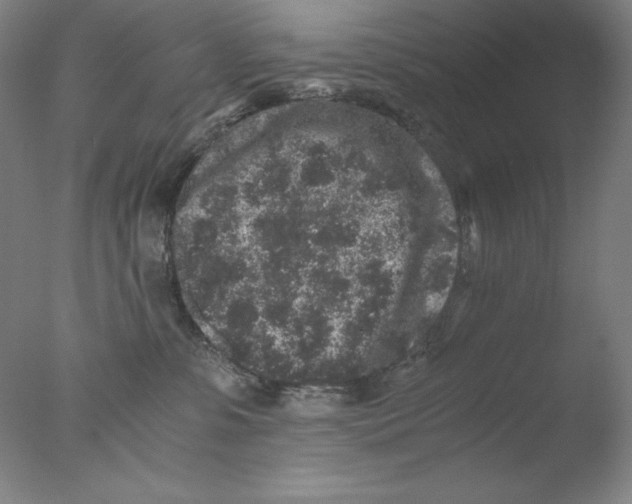 X0000076070331200610202021