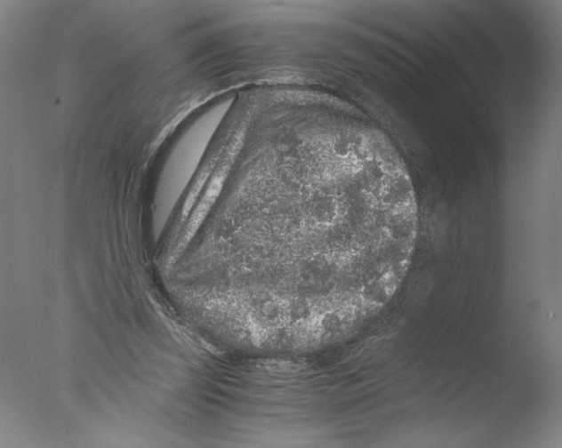 X0000076070347200610202020