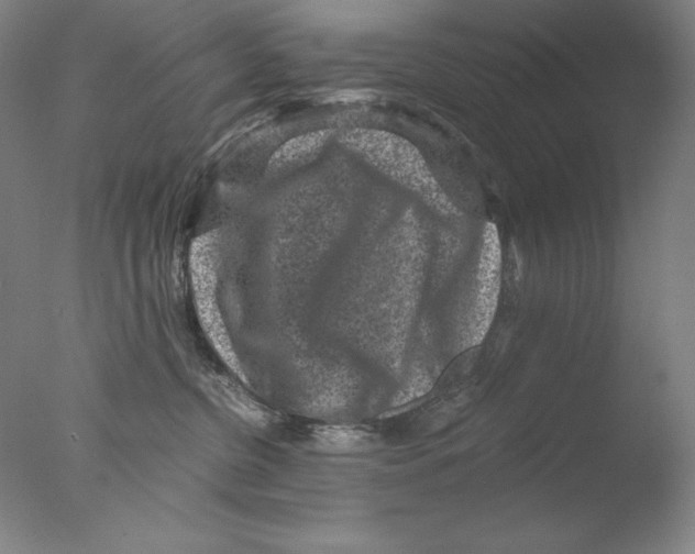 X0000076070380200610202020