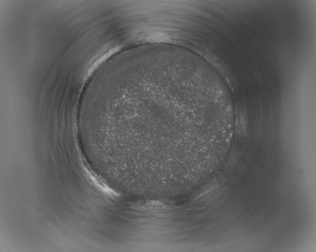 X0000076070390200610202020