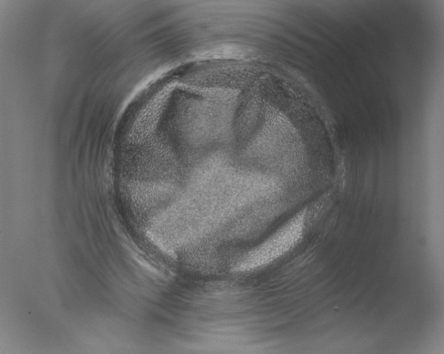 X0000076070392200610202020