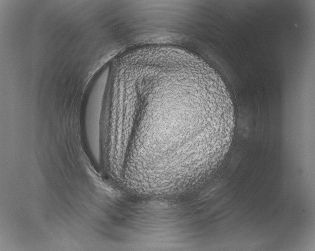 X0000076070394200610202020