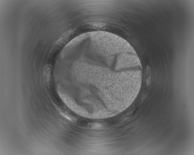 X0000076070412200610202019