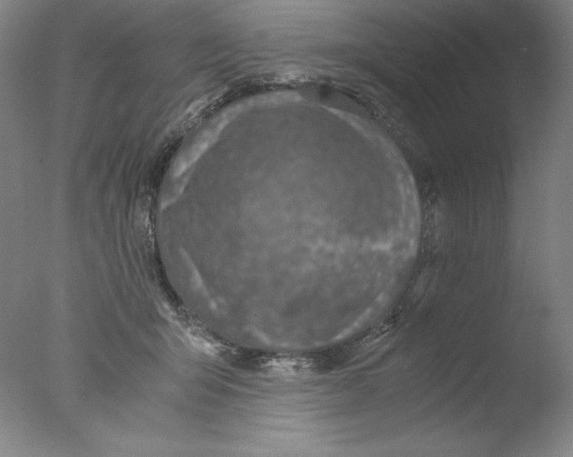 X0000076070415200610202019