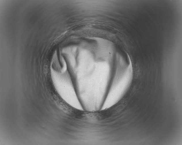 X0000076070417200610202019