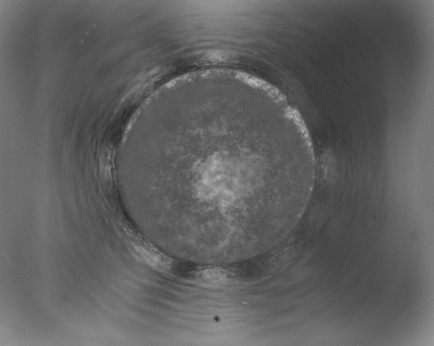 X0000076070423200610202019