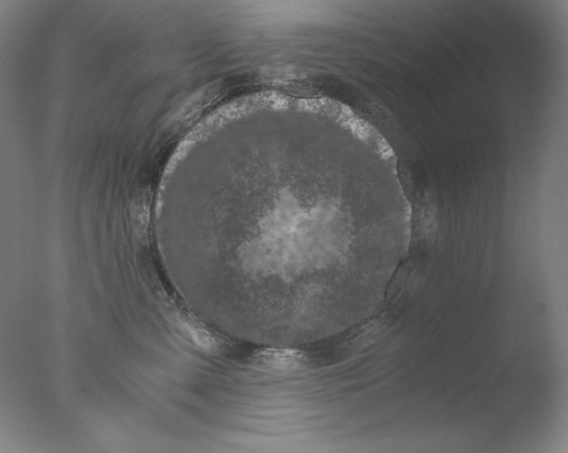 X0000076070427200610202019