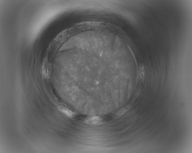 X0000076070431200610202019