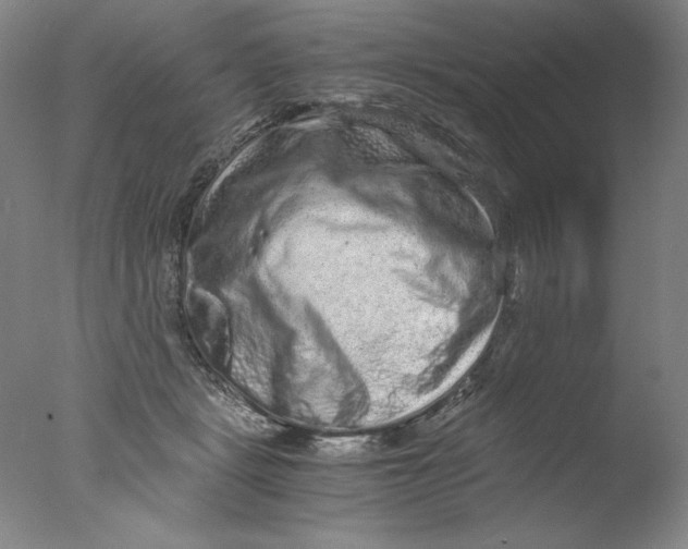 X0000076070461200610202019