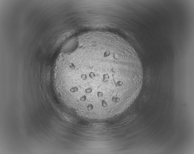 X0000076070495200610202018