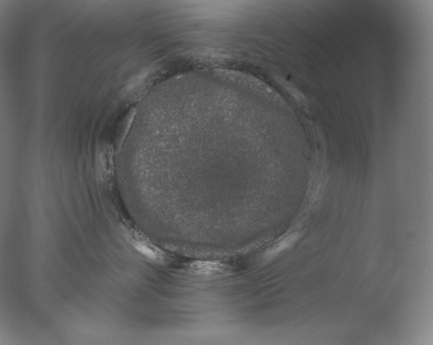 X0000076070528200610202017