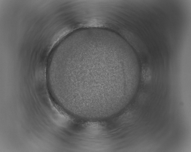 X0000076070534200610202016