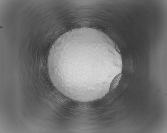 X0000076070561200610202017