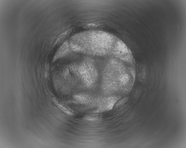 X0000076070563200610202017