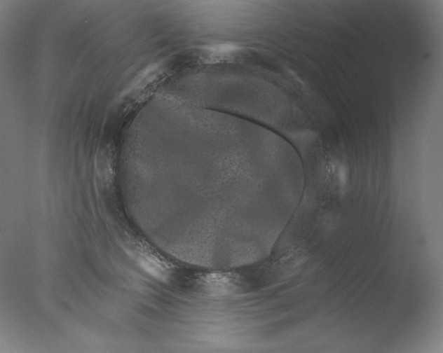 X0000076070566200610202017