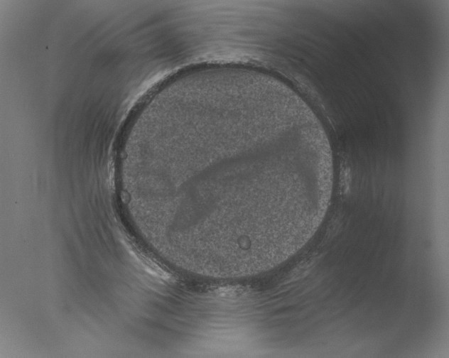 X0000076070584200610202016