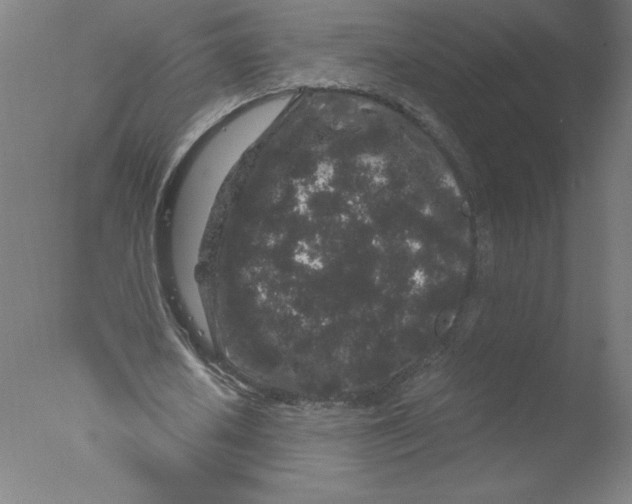 X0000076070626200610202015