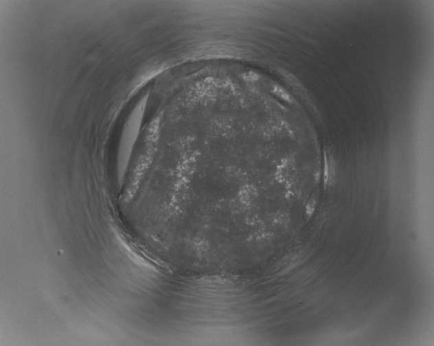 X0000076070627200610202015