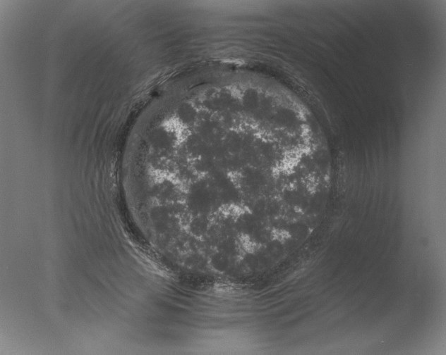 X0000076070641200610202015