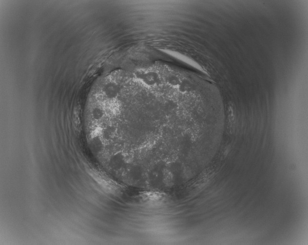 X0000076070654200610202015