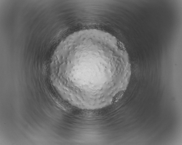 X0000076070662200610202015