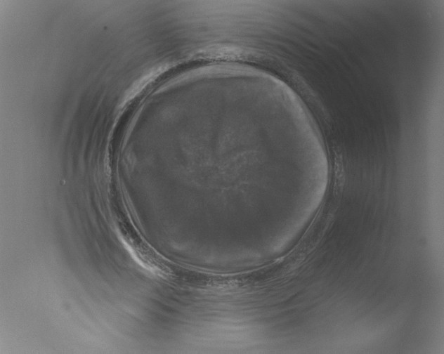 X0000076070674200610202015