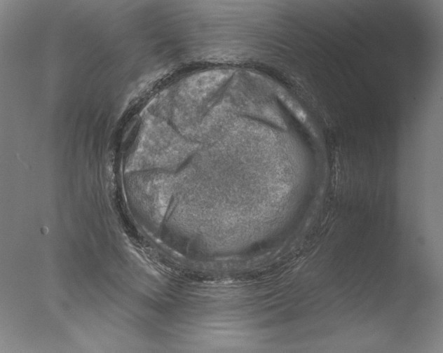 X0000076070688200610202014