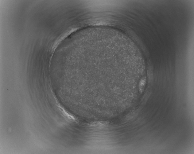 X0000076070721200610202013