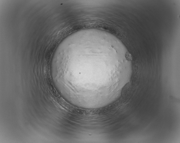 X0000076070745200610202014