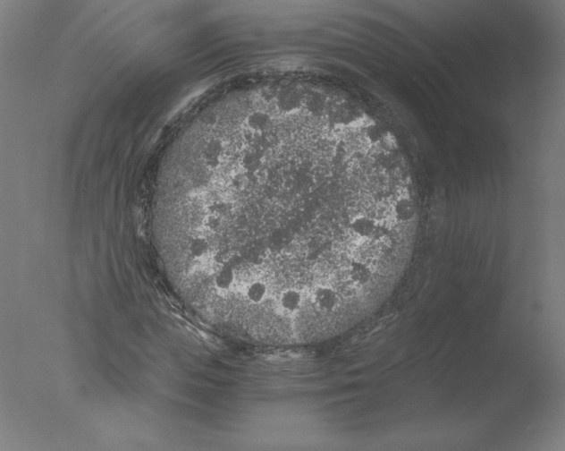 X0000076070823200610202012