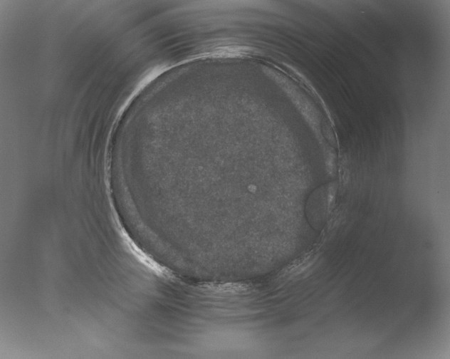 X0000076070851200610202012