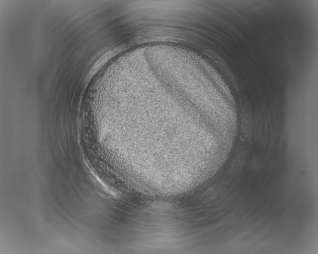 X0000076070890200610202011