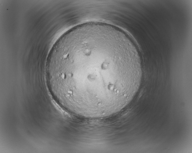 X0000076070903200610202011