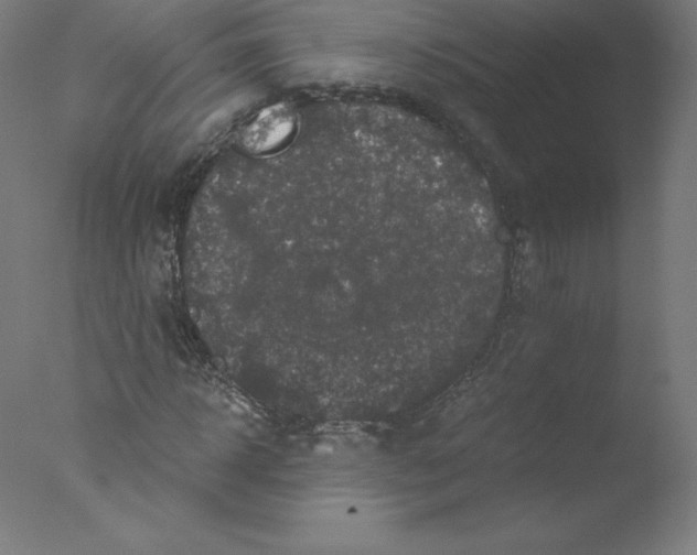 X0000076070918200610202010